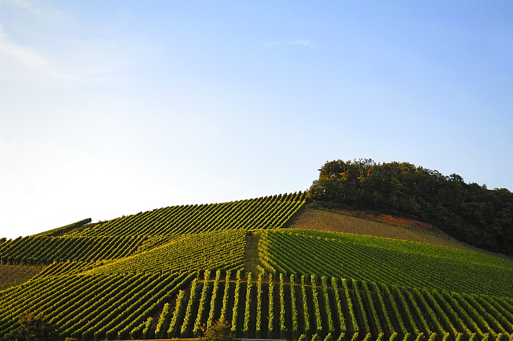 Vineyard against cloudy sky, Durbach, Baden-Wuerttemberg, Germany, Europe