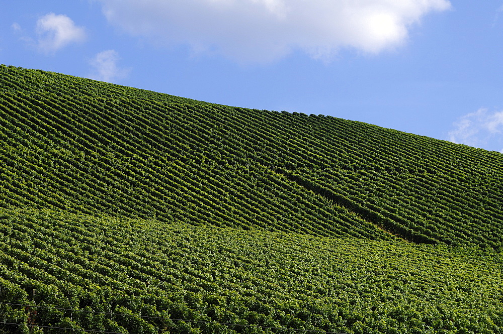 Vineyard against cloudy sky, Durbach, Baden-Wuerttemberg, Germany, Europe