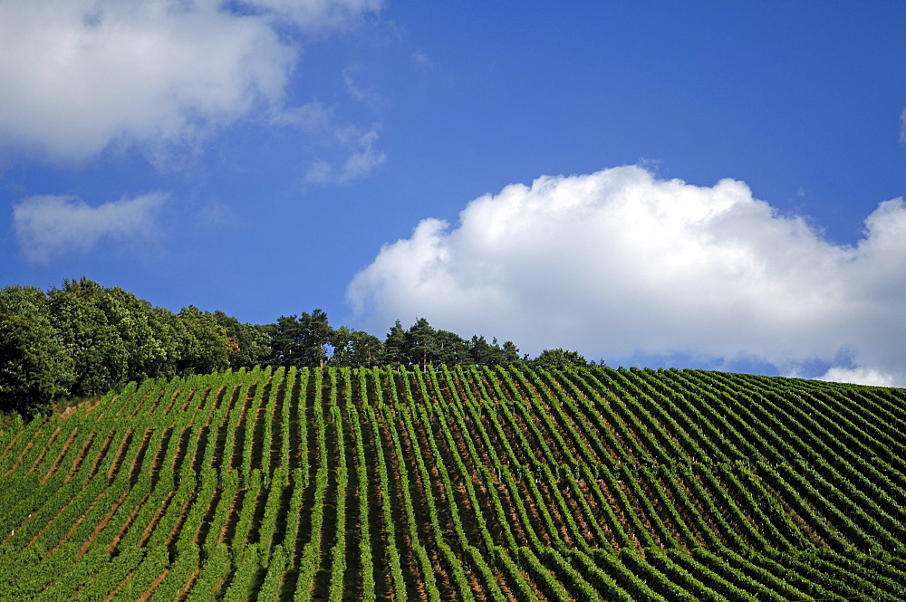 Vineyard against cloudy sky, Durbach, Baden-Wuerttemberg, Germany, Europe
