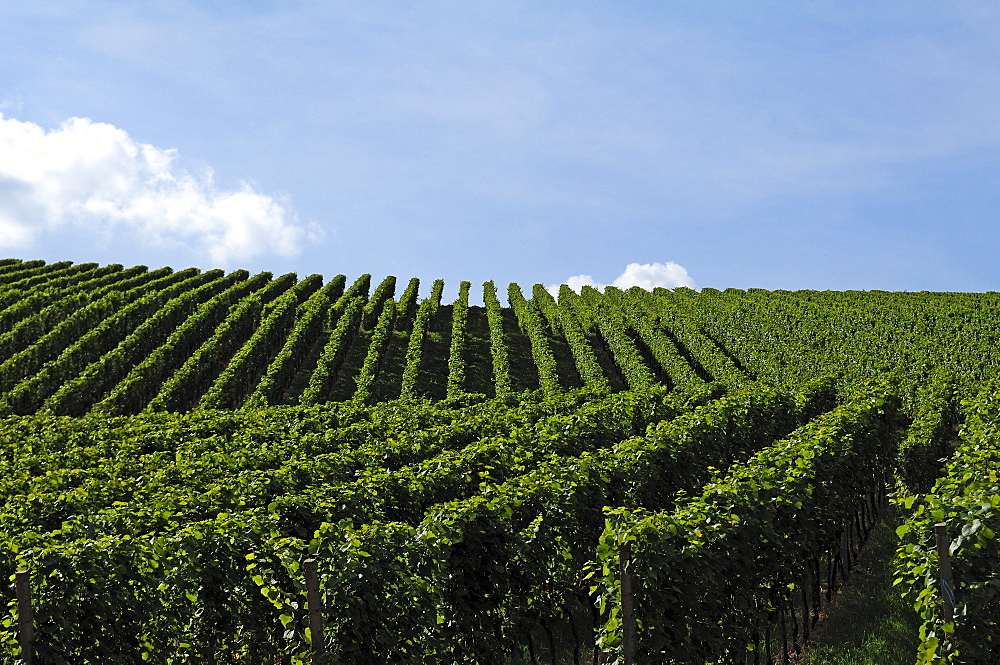 Vineyard against cloudy sky, Durbach, Baden-Wuerttemberg, Germany, Europe