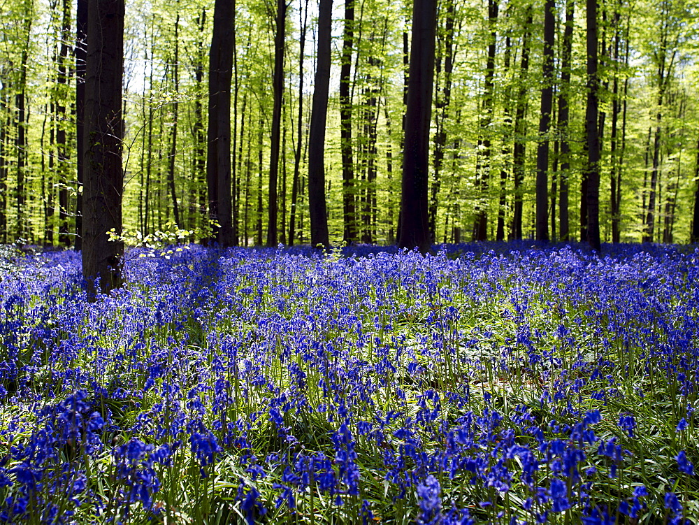 Sea of bellflowers (Campanula) in the forest of Hallebos, Belgium, Europe