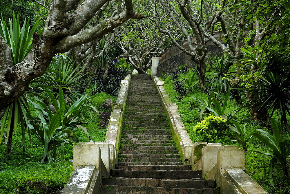 Red Frangipani trees (Plumeria rubra), national flower of Laos, on the stone stairs at the ascent to Mount Phousi, landmark mountain of Luang Prabang on the Mekong, Luang Prabang, Laos, Asia