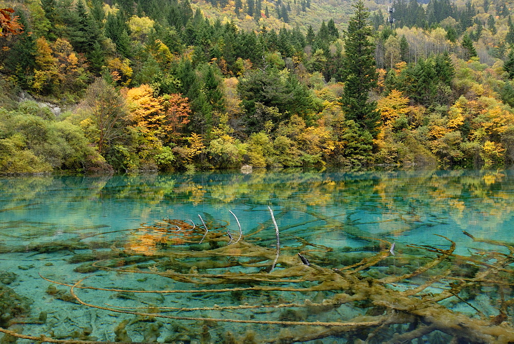 Autumn mood at the turquoise Five Colour Lake with dead trees, Jiuzhai Valley, Jiuzhaiguo National Park, Sichuan, China, Asia