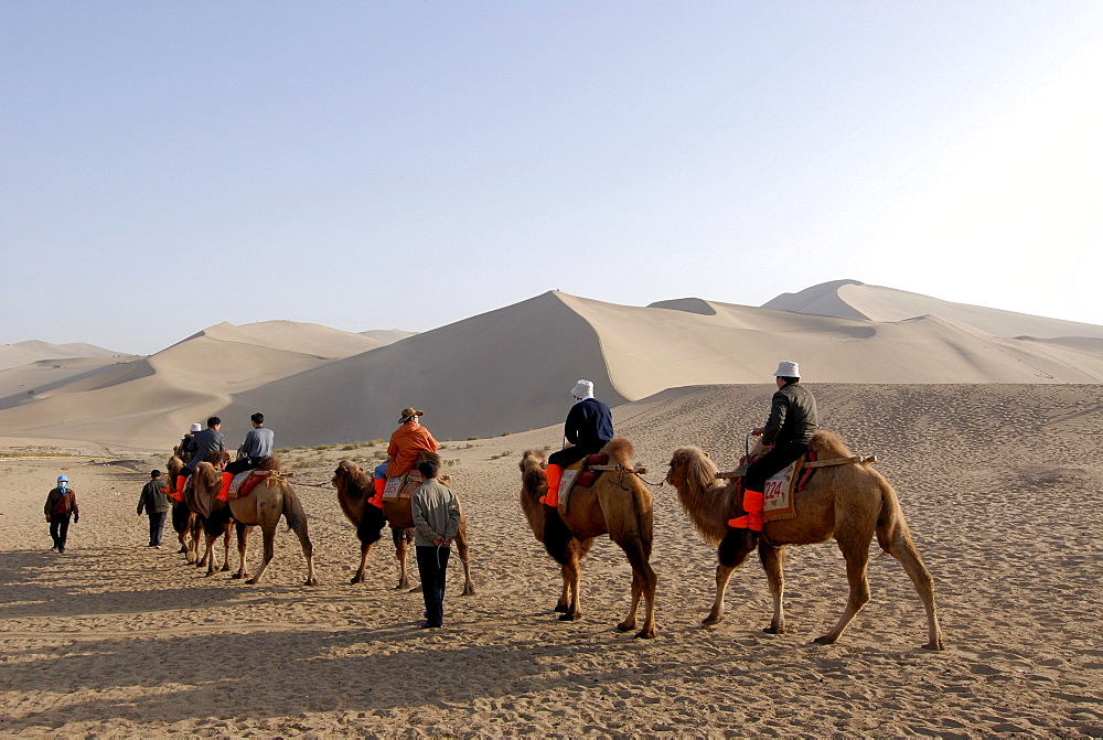 Camel caravan with tourists in front of the sand dunes of the Gobi Desert and Mount Mingshan near Dunhuang, Silk Road, Gansu, China, Asia