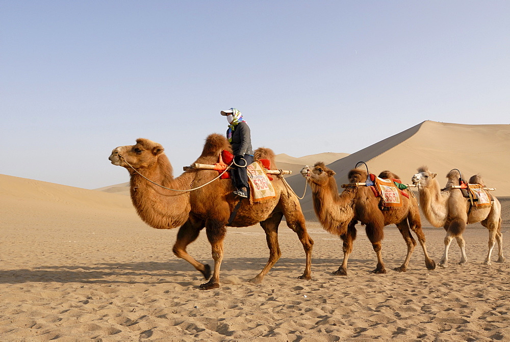 Camel caravan with tourists in front of the sand dunes of the Gobi Desert and Mount Mingshan near Dunhuang, Silk Road, Gansu, China, Asia