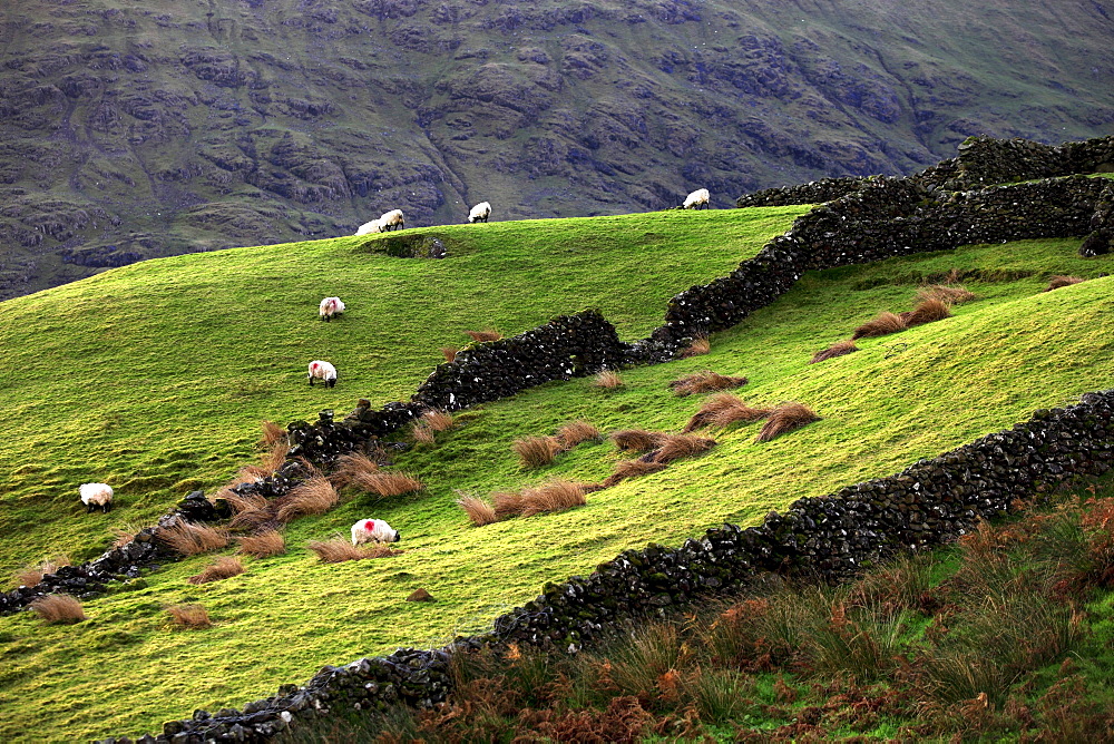 Stone wall fences and grazing sheep, landscape, Republic of Ireland, Europe