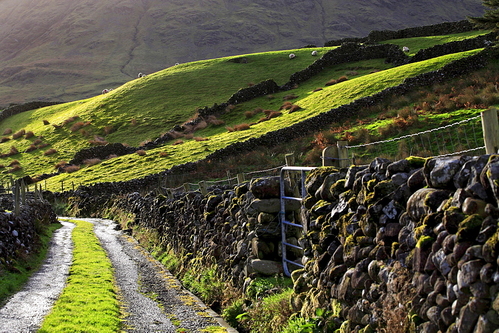 Stone wall fences and farmers road, Republic of Ireland, Europe