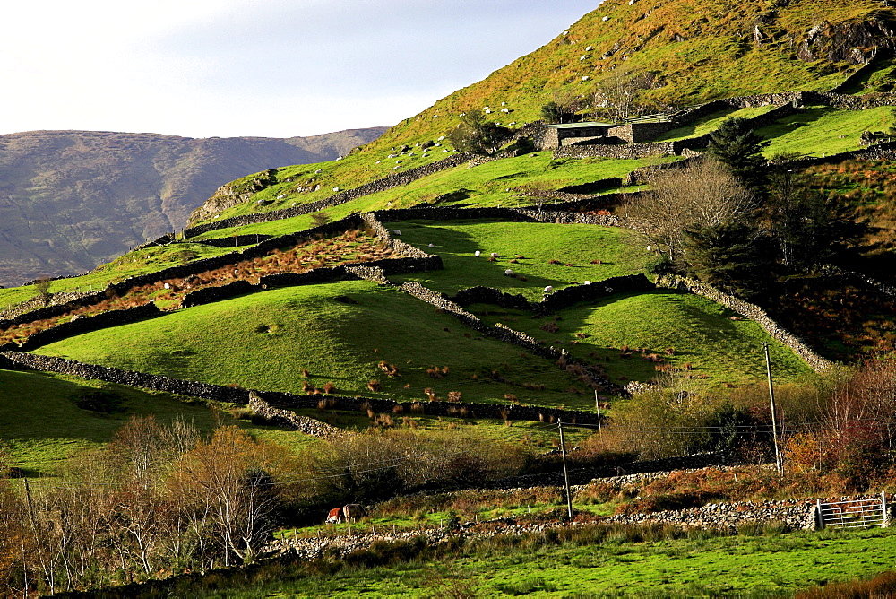 Stone wall fences and farmland, Republic of Ireland, Europe