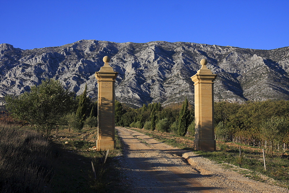 Driveway of the Chateau Maupague winery, in front of Montagne Sainte-Victoire mountains, Provence, Southern France, France, Europe