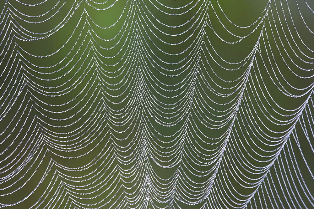 Spider web covered in dew, Lillington, North Carolina, USA