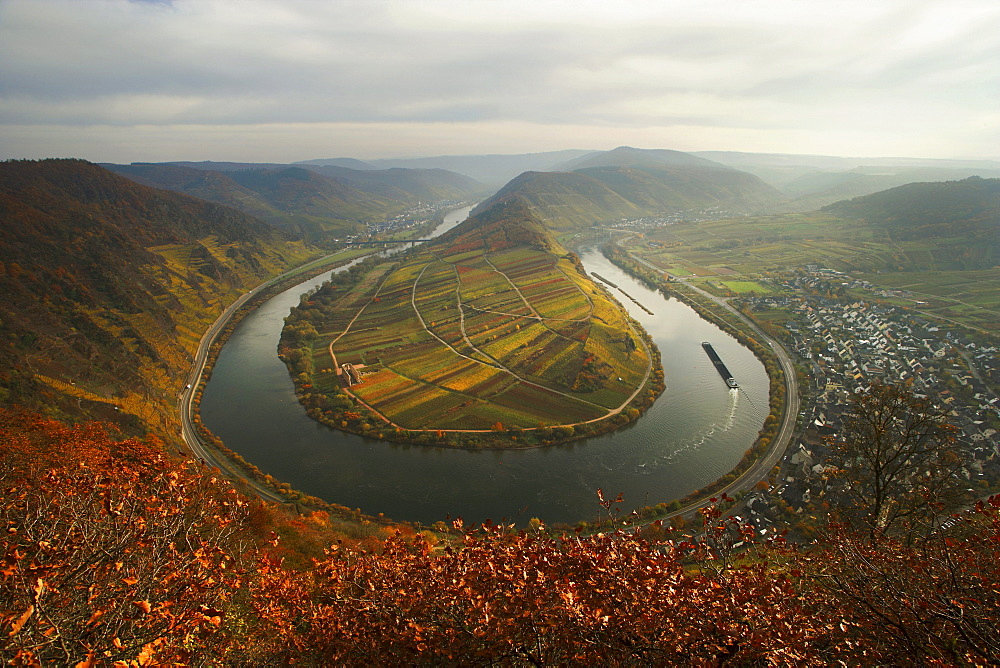 Moselschleife, curve of the Mosel River near Bremm in autumn, Rhineland-Palatinate, Germany, Europe