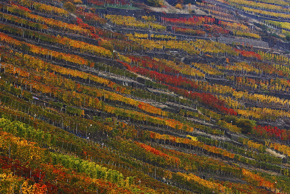 Autumnal vineyards alongside the Ahr River, Rhineland-Palatinate, Germany, Europe