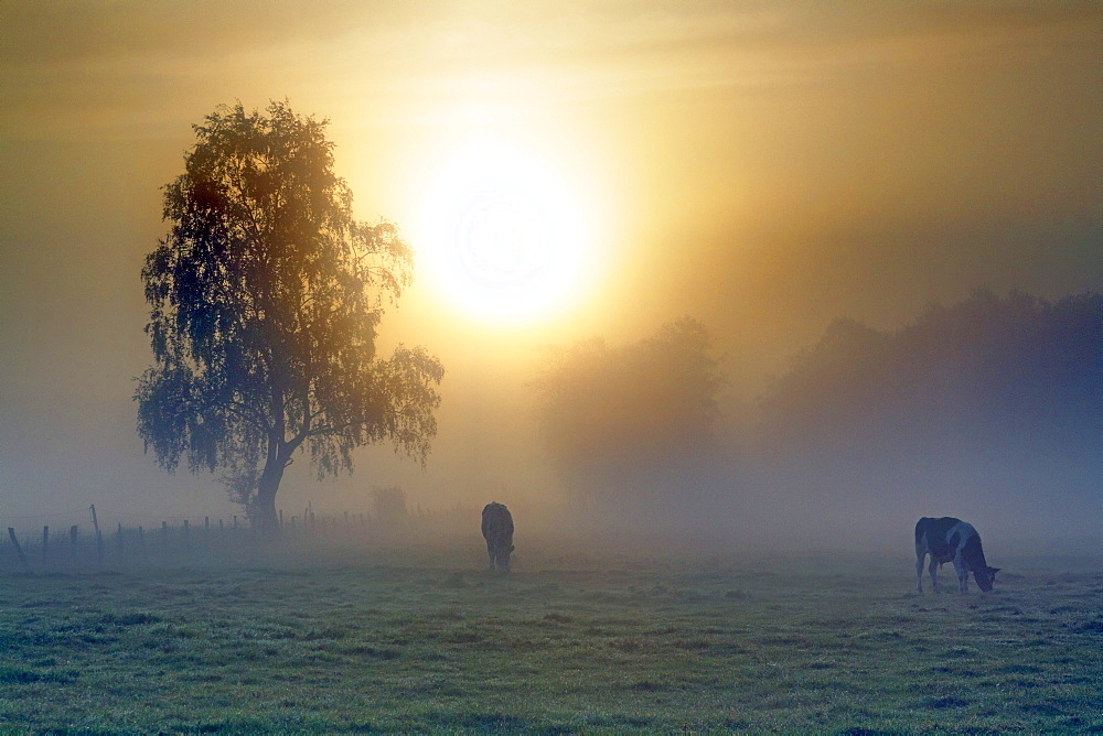 Meadow landscape, cows grazing in the morning mist at sunrise, Oberalsterniederung Nature Reserve, Schleswig-Holstein, Germany, Europe