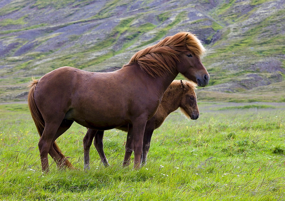 Icelandic Horse, mother and foal, Iceland, Europe