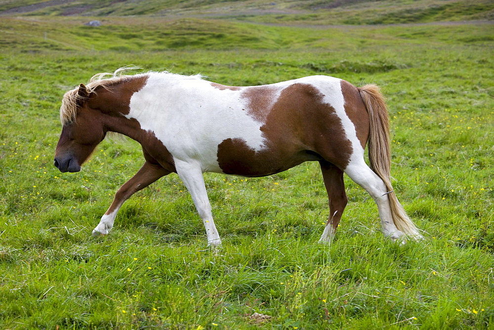 Icelandic Horse, Iceland, Europe