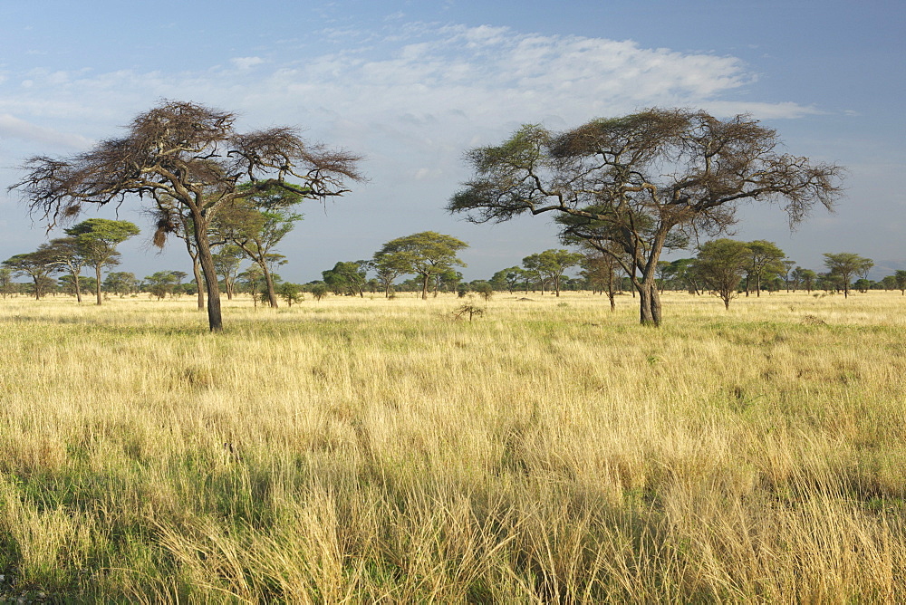 Umbrella Thorn Acacias (Acacia tortilis) in Tarangire National Park, Tanzania, Africa