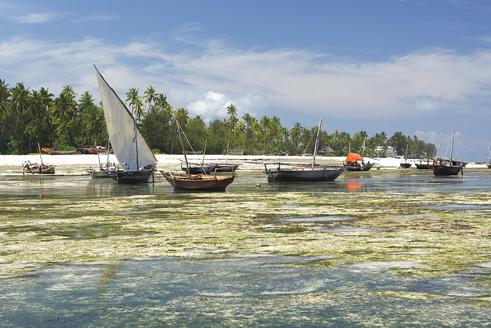 Dhow boats in the harbour of Nungwi, Zanzibar, Tanzania, Africa