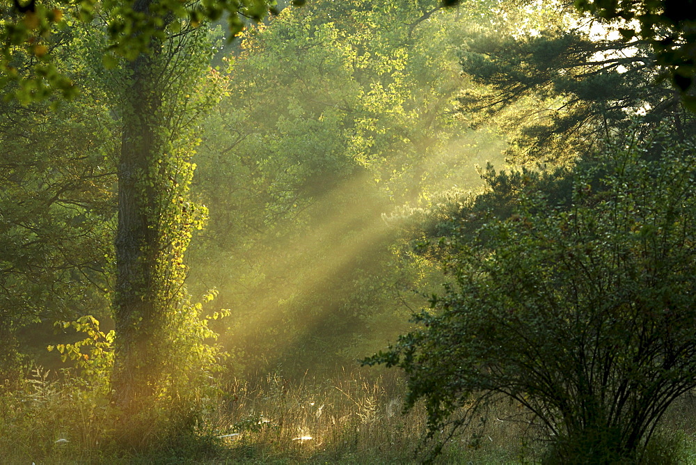 Morning mood in a forest, Germany, Europe