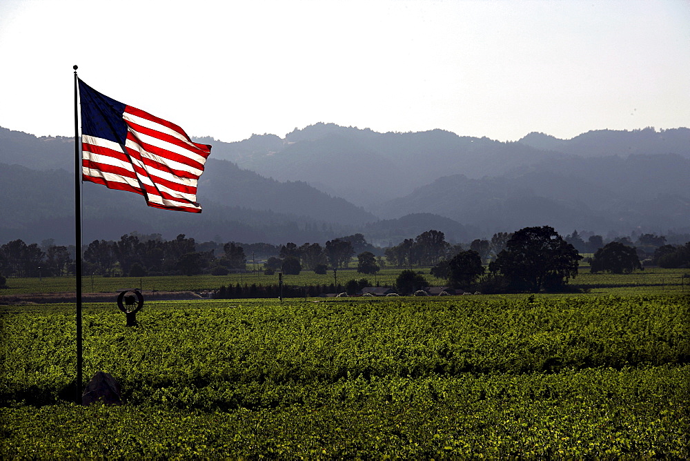 American flag in the vineyards of Napa Valley, California, USA, North America