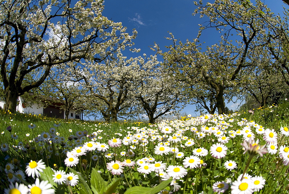 Spring scene, blooming apple trees, oxeye daisies