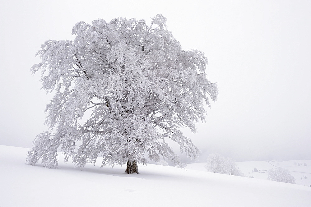 Snow-covered Copper Beech (Fagus sylvatica), Schauinsland, southern Black Forest, Baden-Wuerttemberg, Germany, Europe