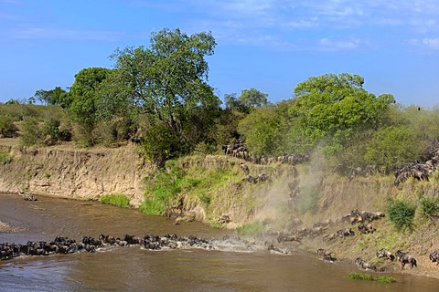 Blue Wildebeests (Connochaetes taurinus) crossing Mara River, Masai Mara National Reserve, Kenya, East Africa