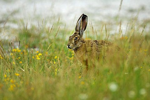 Brown Hare (Lepus europaeus)