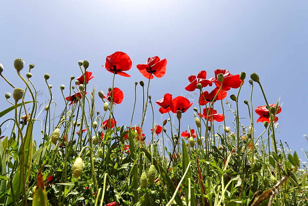 Wild poppies (Papaveraceae), Andalusia, Spain, Europe