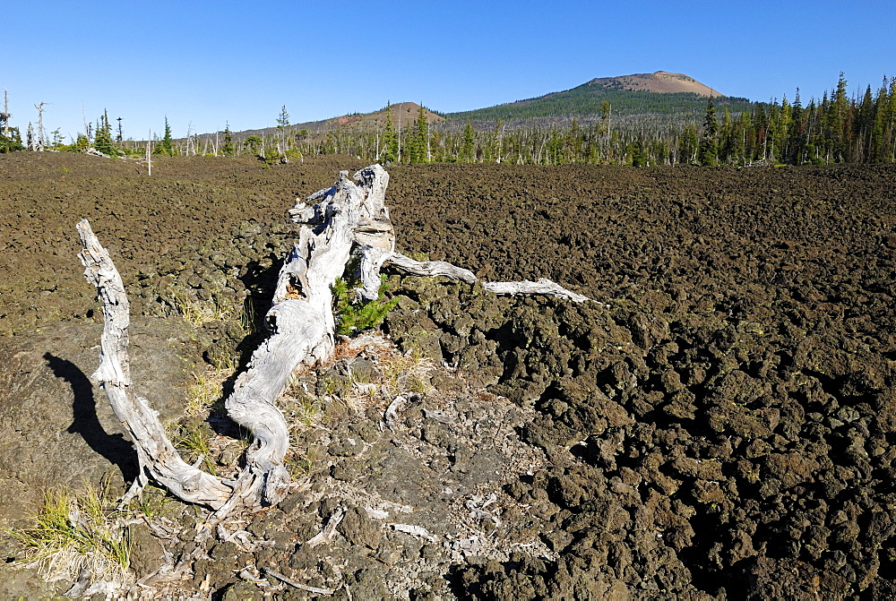 Dead tree in a volcanic lava landscape near Belknap Crater, McKenzie Pass, Cascade Range, Oregon, USA