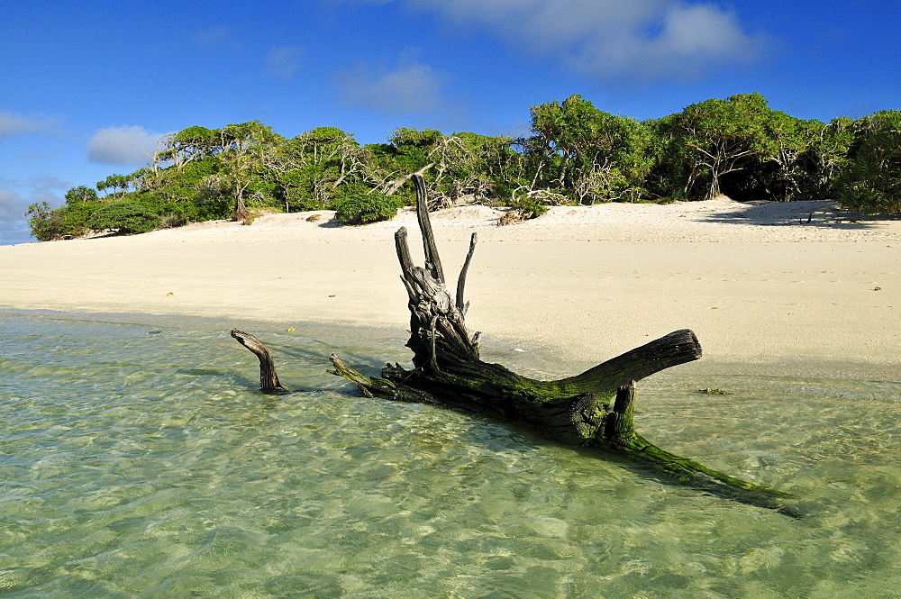 Driftwood on a sandy beach of Heron Island, Capricornia Cays National Park, Great Barrier Reef, Queensland, Australia