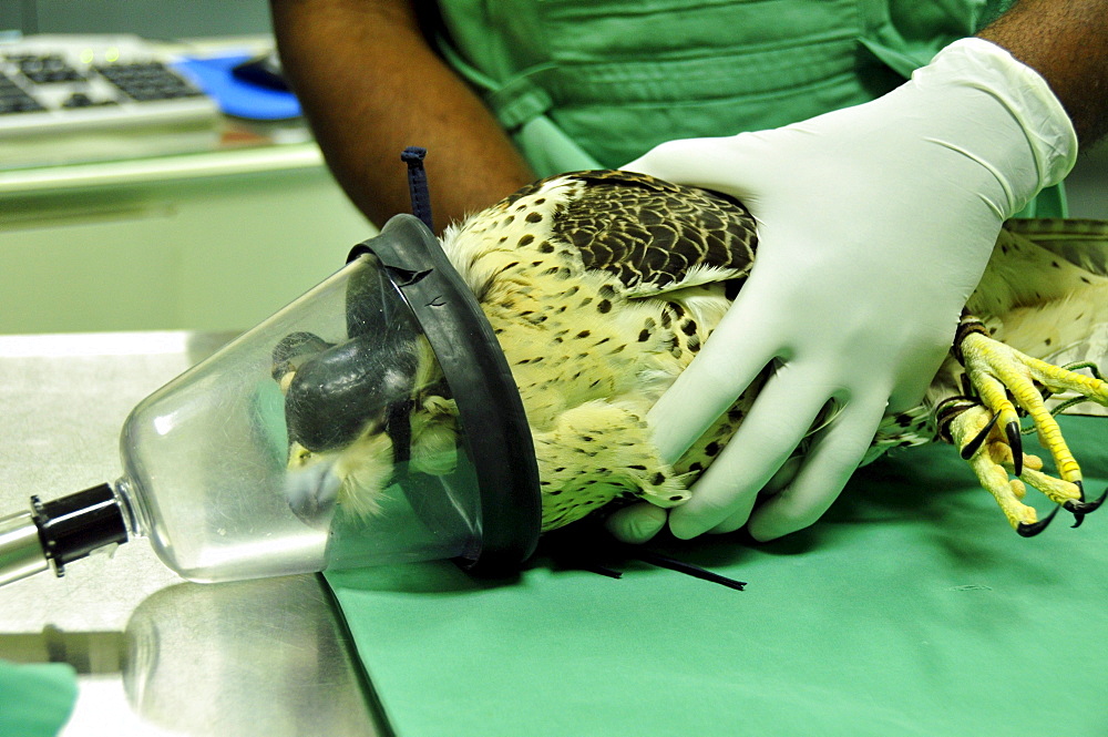 A falcon is anesthetized for an operation at the Abu Dhabi Falcon Hospital, Abu Dhabi, United Arab Emirates, Arabia, Middle East, Orient