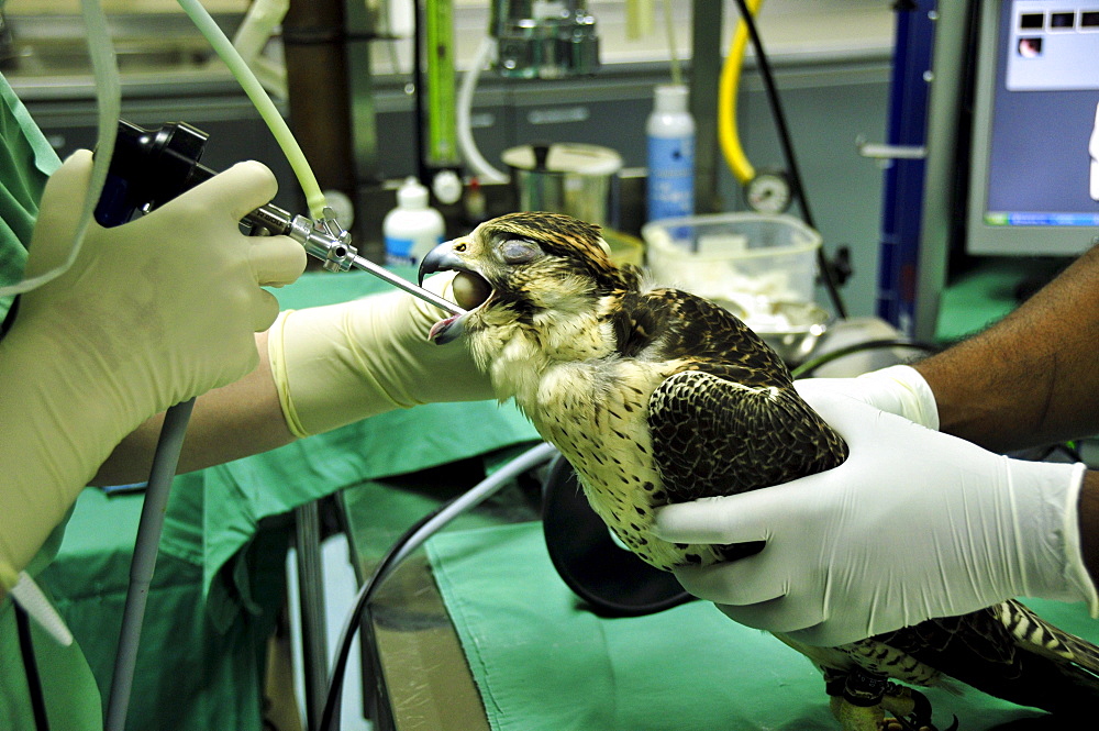 Dr. Margit Gabriele Mueller, head of the Abu Dhabi Falcon Hospital, examining a falcon, Abu Dhabi, United Arab Emirates, Arabia, Middle East, Orient