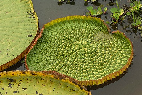 Giant Queen Victoria water lily (Victoria amazonica), Pantanal, UNESCO World Heritage Site and Biosphere reserve, Mato Grosso, Brazil