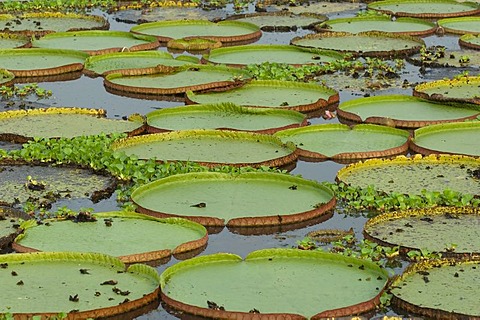 Giant Queen Victoria water lily (Victoria amazonica), Pantanal, UNESCO World Heritage Site and Biosphere reserve, Mato Grosso, Brazil