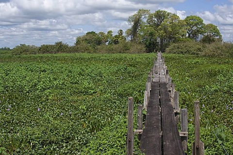 Pousada Piuval, Pantanal landscape, UNESCO World Heritage Site and Biosphere reserve, Mato Grosso, Brazil