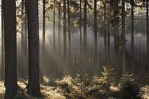 Hautes Fagnes Reserve in wintertime, fog in the forest, Eupen, Province Liege, Belgium