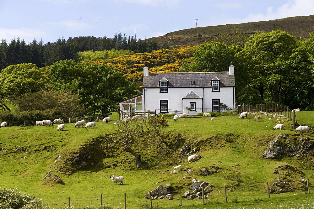 Cottage, sheep, Isle of Mull, Scotland, United Kingdom, Europe