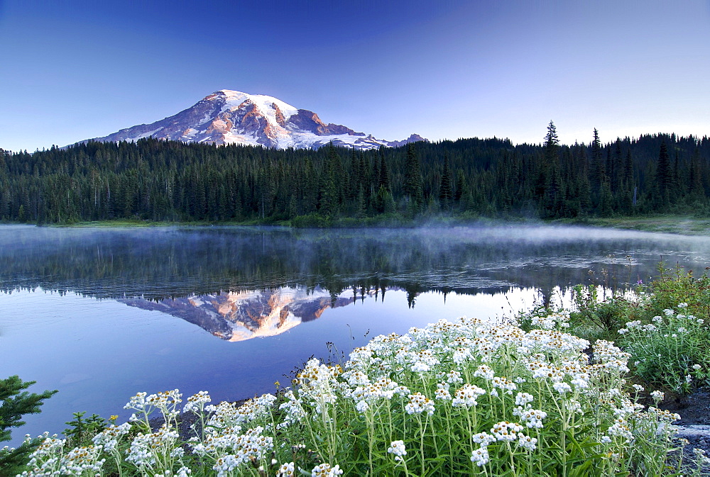 Mt Rainier reflected in a lake, flower meadow at front, Mount Rainier National Park, Washington, USA, North America