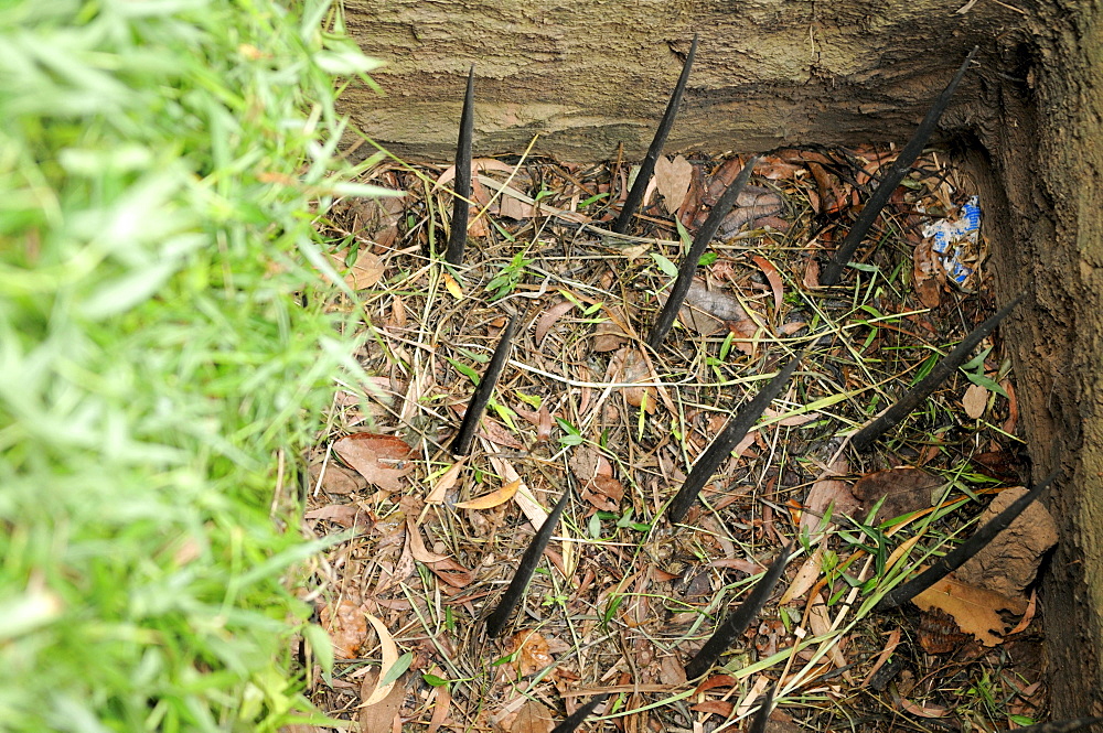 Trap with metal spikes, Viet Cong tunnel system in Cu Chi, Vietnam, Asia