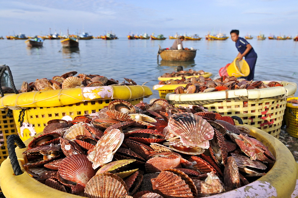 Scallop shells in a basket in front of fishing boats and fishermen on the water, Mui Ne, Vietnam, Asia