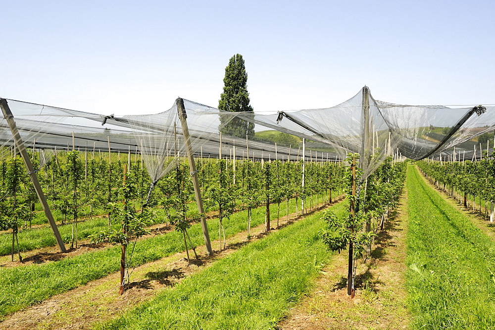 Wine-growing, vineyard near Ueberlingen at Lake Constance, Baden-Wuerttemberg, Germany, Europe