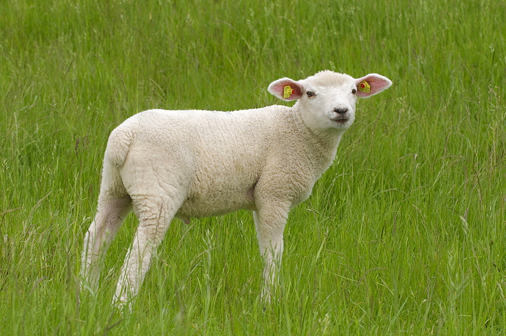 Lamb standing on grass and looking at the viewer, dyke, East Frisia, Lower Saxony, Germany, Europe