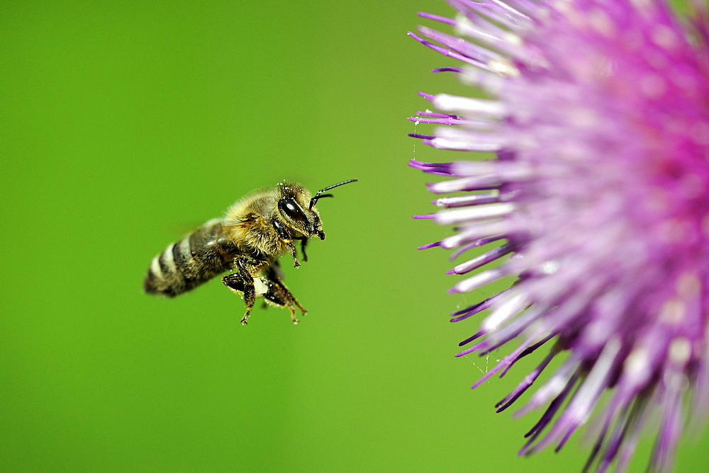 Honey bee (Apis), in flight, with a Waldstein's Thistle (Cirsium waldsteinii)