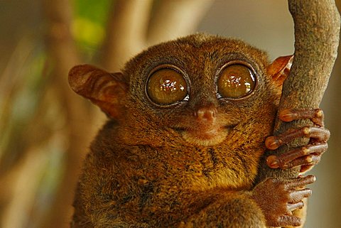 Philippine Tarsier (Tarsius syrichta), Bohol, Philippines, Southeast Asia, Asia