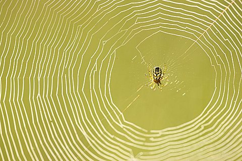 Spider web with a Cricket-bat Orb Weaver (Mangora Acalypha)