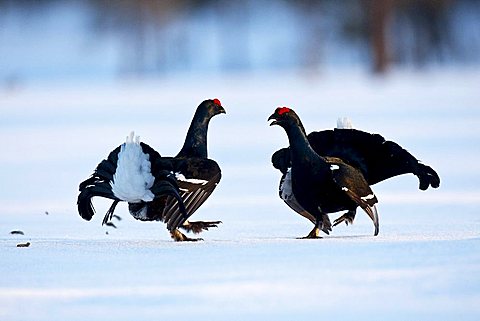 Black grouse (Lyrurus tetrix, Tetrao tetrix), courting in a snow-covered moor, Sweden, Scandinavia, Europe