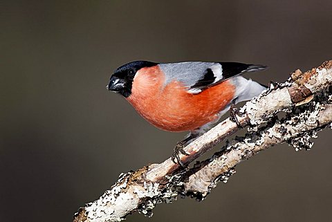 Bullfinch (Pyrrhula pyrrhula), male on a branch, Hamra National Park, Sweden, Scandinavia, Europe