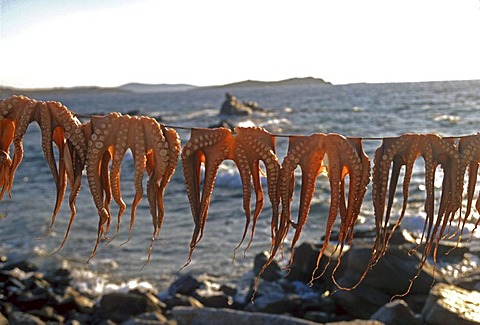 Drying octopuses, Mykonos, Cyclades, Greece