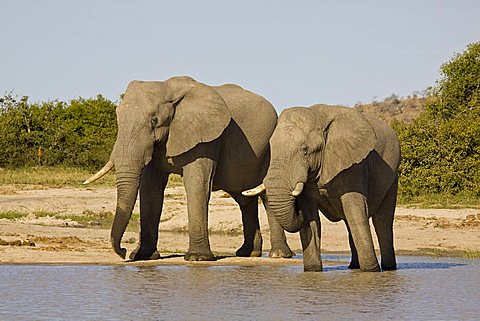 African elephants (Loxodonta africana) drinking at a natural waterhole, Savuti, Botswana, Africa