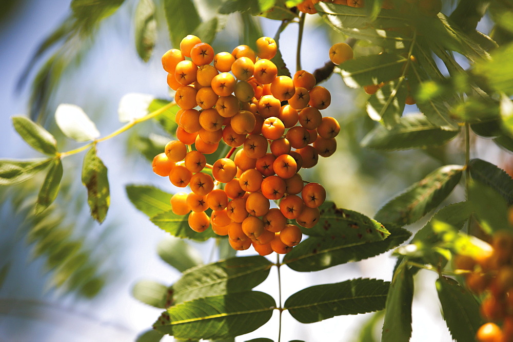 Yellow rowan berries of the rowan tree